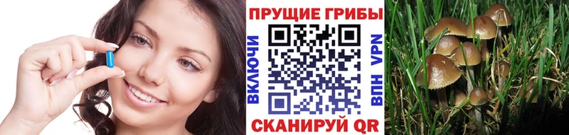 Галлюциногенные грибы Psilocybe  ссылка на мегу как войти  Канаш 