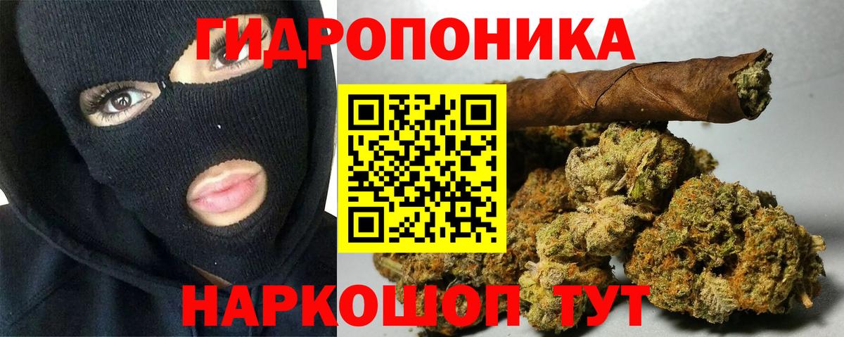 Бошки Шишки планчик Канаш